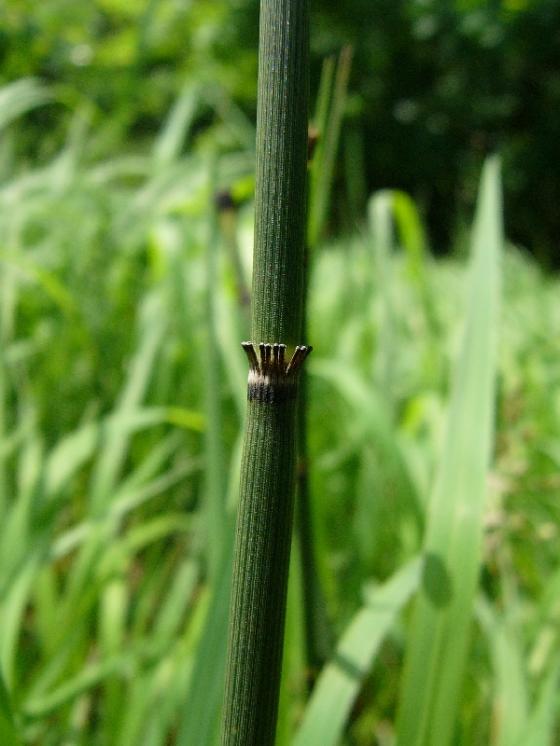 Přeslička zimní (Equisetum hyemale), Ledeč nad Sázavou [HB], 9.6.2009, foto Josef Komárek