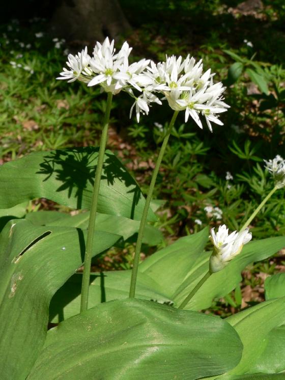 Česnek medvědí pravý (Allium ursinum), PR Suchá hora [TR], 12.5.2011, foto Luděk Čech