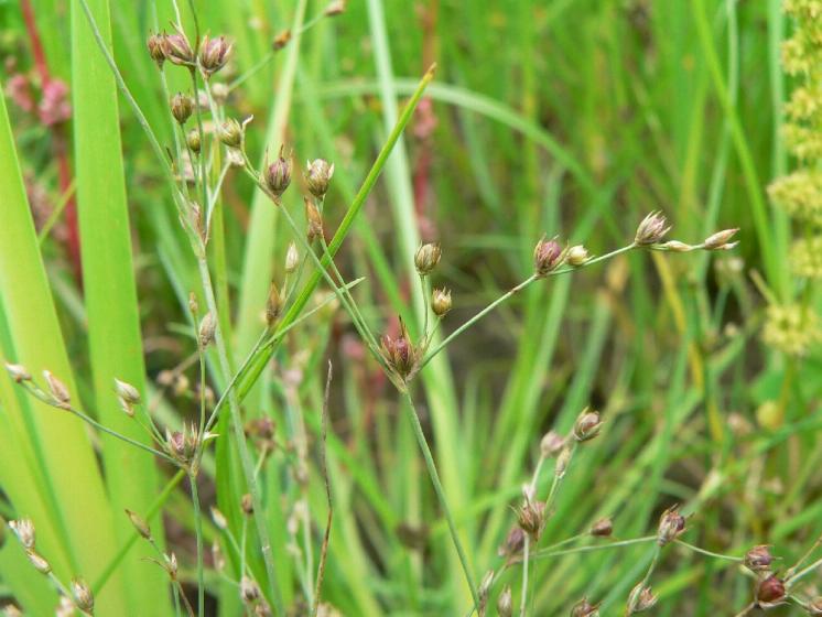 Sítina kulatoplodá (Juncus sphaerocarpus), Dalešice, rybník Bezděkov [TR], 18.7.2012, foto Luděk Čech