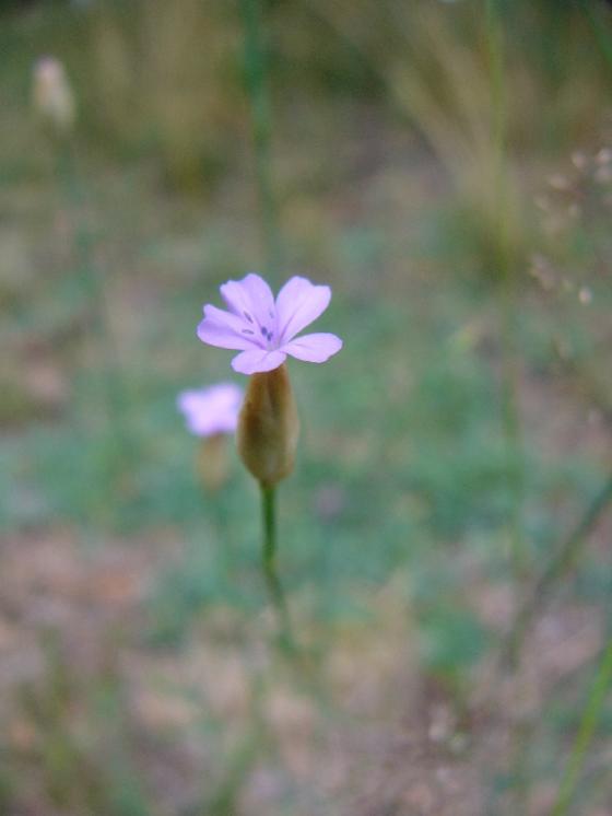 Hvozdíček prorostlý (Petrorhagia prolifera), Budišov [TR], 9.7.2014, foto Josef Komárek