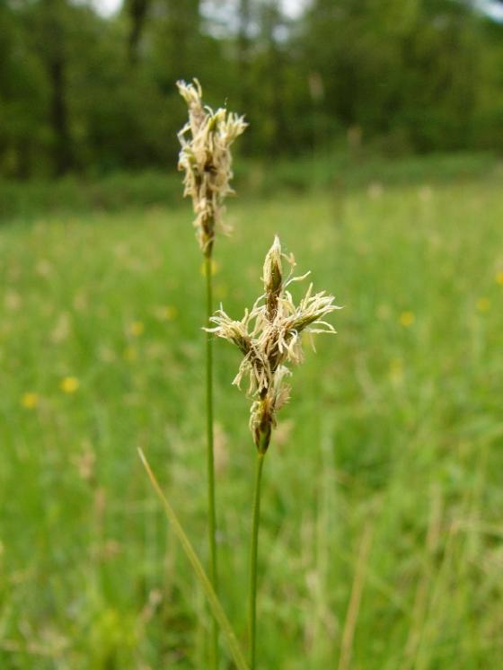 Ostřice časná (Carex praecox), Kostelní Myslová [JI], 13.5.2009, foto Josef Komárek