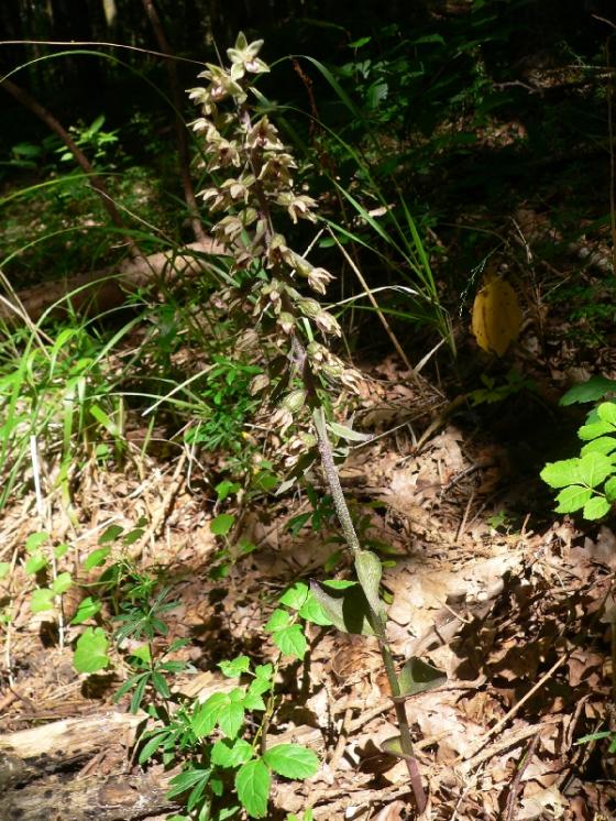 Kruštík modrofialový (Epipactis purpurata), Radkovice u Hrotovic [TR], 7.8.2009, foto Luděk Čech