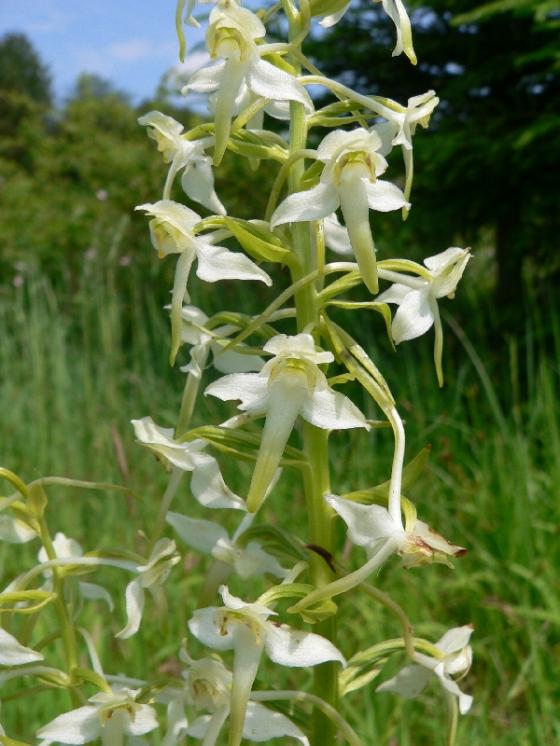 Vemeník zelenavý (Platanthera chlorantha), Sobíňov [HB], 26.6.2010, foto Luděk Čech