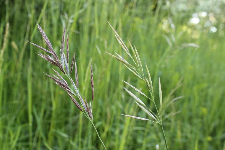 Sveřep vzpřímený (Bromus erectus), Krasonice [TR], 28.5.2015, foto Libor Ekrt