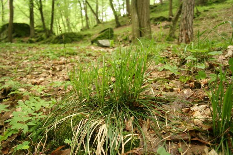 Ostřice tlapkatá (Carex rhizina), PR Údolí Oslavy a Chvojnice [TR], 18.5.2010, foto Libor Ekrt