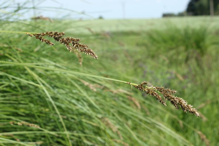 Ostřice latnatá pravá (Carex paniculata), Volevčice [JI], 14.6.2015, foto Libor Ekrt