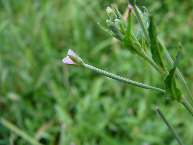 Vrbovka tmavá (Epilobium obscurum), Velká Losenice [ZR], 11.8.2015, foto Josef Komárek
