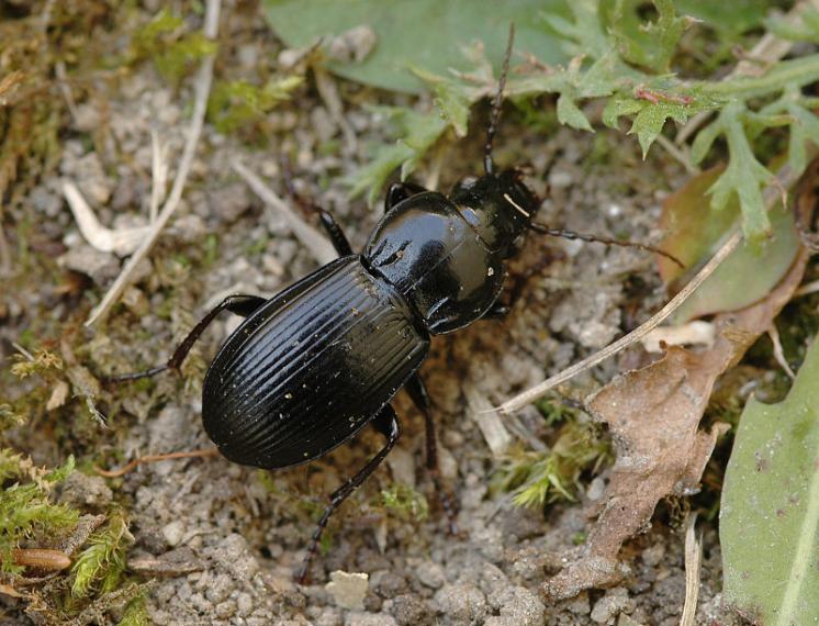 Střevlíček Pterostichus melas, foto Václav Křivan