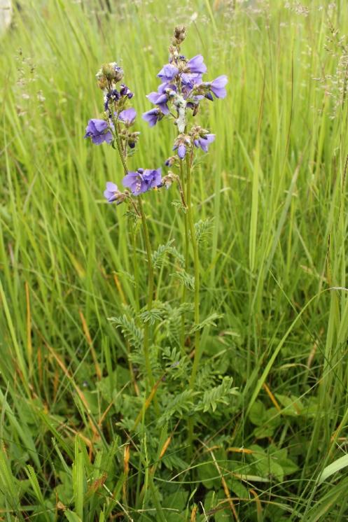 Jirnice modrá (Polemonium caeruleum), PR V Lisovech [JI], 5.6.2014, foto Libor Ekrt