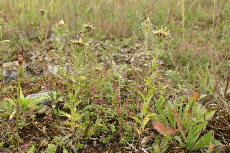 Pupava obecná (Carlina vulgaris), Nová Ves [TR], 13.8.2016, foto Libor Ekrt