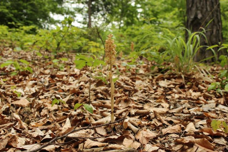 Hlístník hnízdák (Neottia nidus-avis), PP Křižník [ZR], 1.6.2013, foto Libor Ekrt