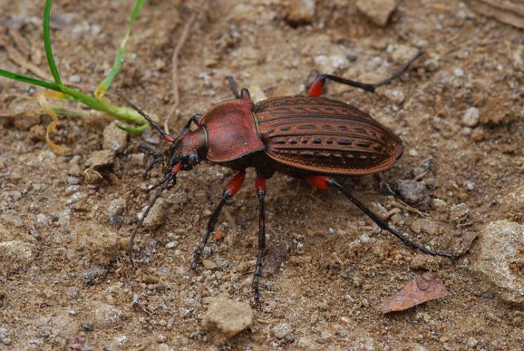 Střevlík měděný (Carabus cancellatus), foto Václav Křivan