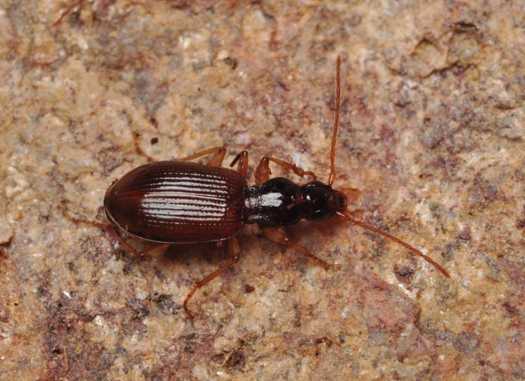 Střevlíček Oxypselahus obscurus, foto Václav Křivan