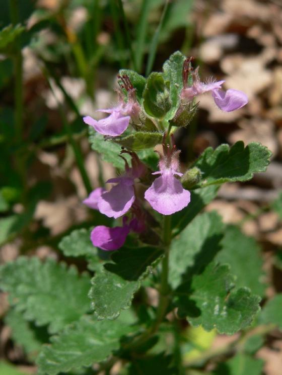 Ožanka kalamandra (Teucrium chamaedrys), Šemíkovice [TR], 26.6.2012, foto Luděk Čech