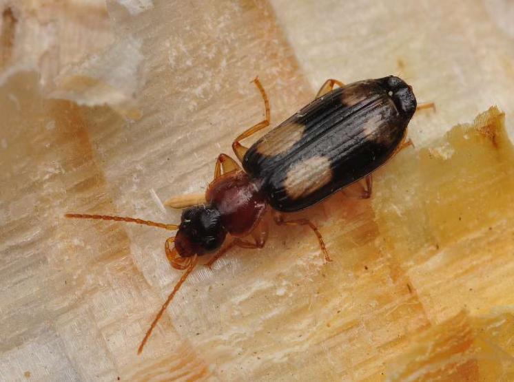 Střevlíček Dromius quadrimaculatus, foto Václav Křivan