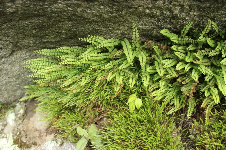Sleziník červený pravý (Asplenium trichomanes subsp. trichomanes), PR Údolí Brtnice [JI], 8.6.2013, foto Libor Ekrt