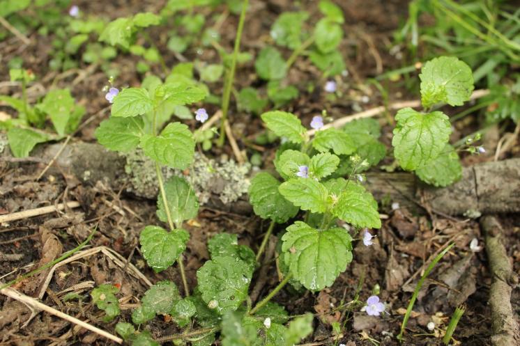 Rozrazil horský (Veronica montana), Vílanec [JI], 19.5.2015, foto Libor Ekrt