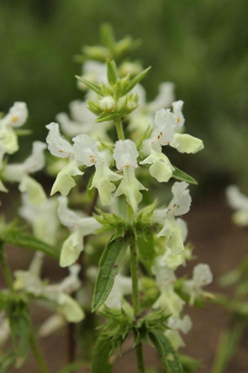 Čistec roční (Stachys annua), NPP Švařec [ZR], 3.6.2016, foto Libor Ekrt