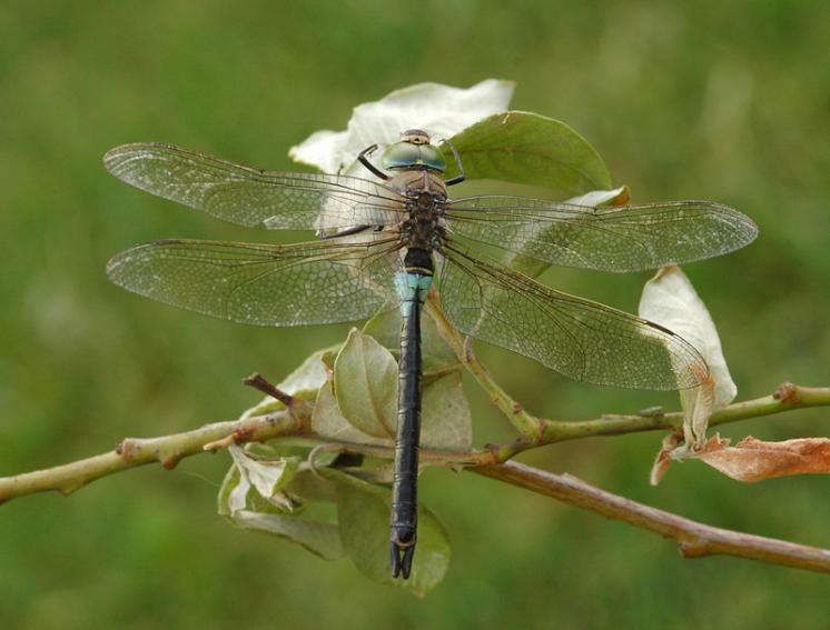 Šídlo tmavé (Anax parthenope), ryb. Parný Mlýn, Krahulov, foto Václav Křivan
