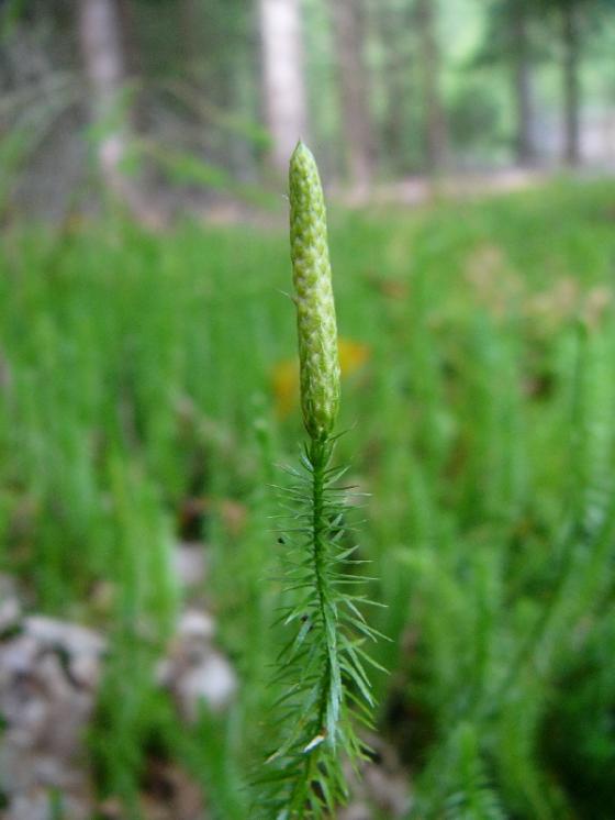 Plavuň pučivá pravá (Lycopodium annotinum), Vílanec [JI], 14.9.2010, foto Josef Komárek