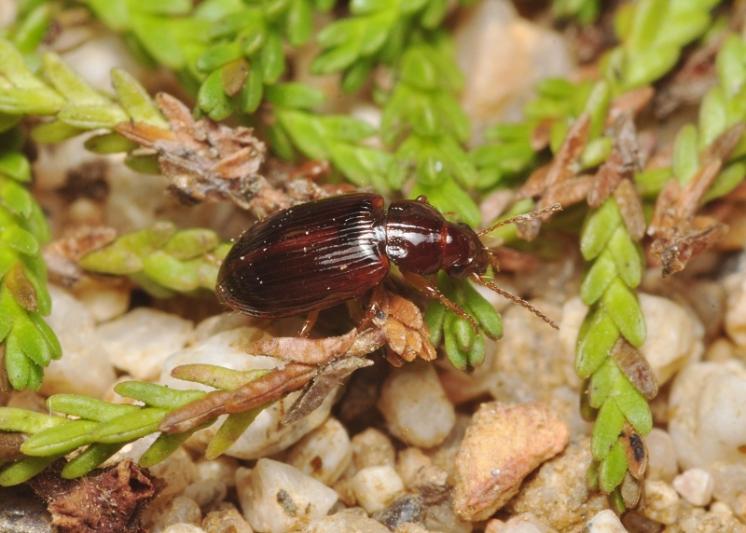 Střevlíček Bradycellus harpalinus, foto Václav Křivan