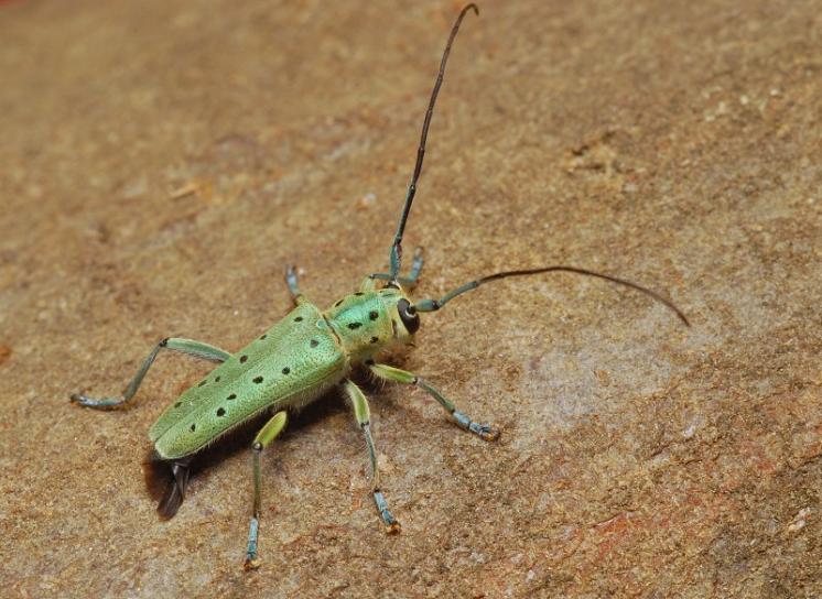 Kozlíček jilmový (Saperda punctata), foto Václav Křivan