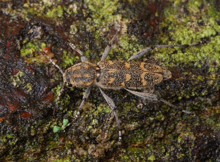 Tesařík Xylotrechus pantherinus, foto Václav Křivan