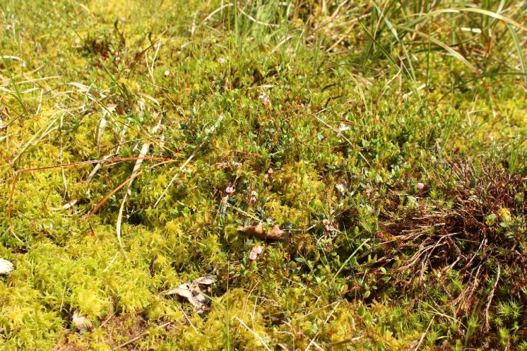 Klikva bahenní (Vaccinium oxycoccos), PP Ještěnice [JI], 12.6.2014, foto Libor Ekrt