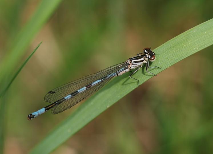 Šidélko kopovité (Coenagrion hastulatum), Opatov na Moravě, foto Václav Křivan