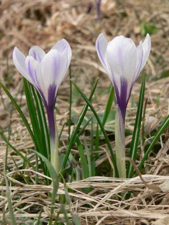 Šafrán bělokvětý (Crocus albiflorus), Nové Město na Moravě, PP U Bezděkova [ZR], 18.4.2013, foto Luděk Čech
