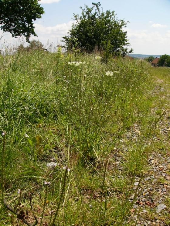 Sporýš lékařský (Verbena officinalis), Kladeruby nad Oslavou [TR], 16.7.2009, foto Josef Komárek