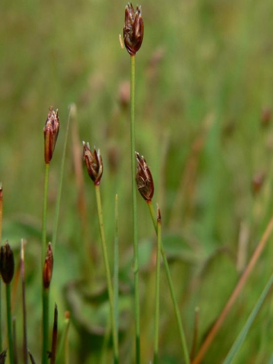 Bahnička chudokvětá (Eleocharis quinqueflora), PR Řeka [HB], 6.6.2007, foto Luděk Čech