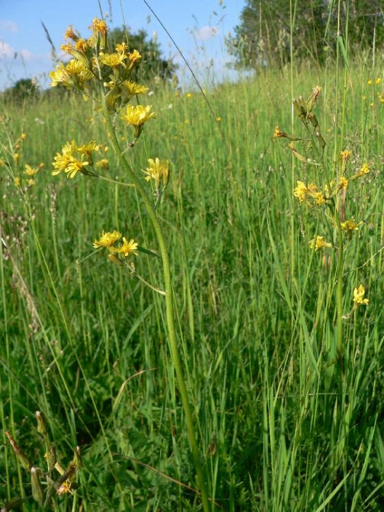 Škarda ukousnutá (Crepis praemorsa), Sobíňov, Zvolanov [HB], 5.6.2011, foto Luděk Čech