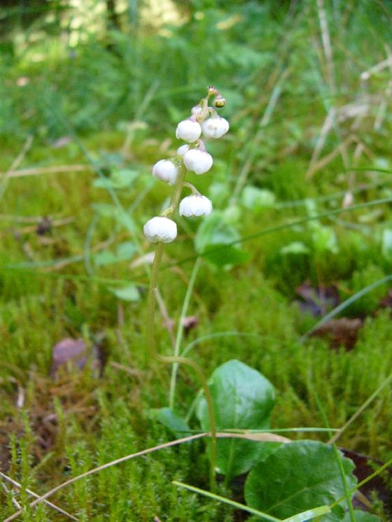 Hruštička menší (Pyrola minor), Vadčice [PE], 16.6.2016, foto Josef Komárek