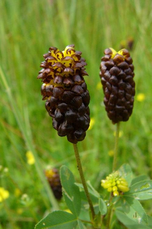 Jetel kaštanový (Trifolium spadiceum), PP Mrázkova louka [ZR], 11.6.2009, foto Josef Komárek