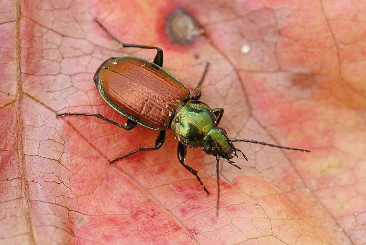 Střevlíček Agonum sexpunctatum, foto Václav Křivan