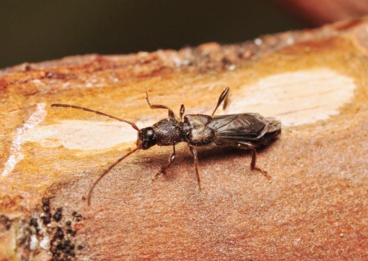 Tesařík Glaphyra marmottani, foto Václav Křivan