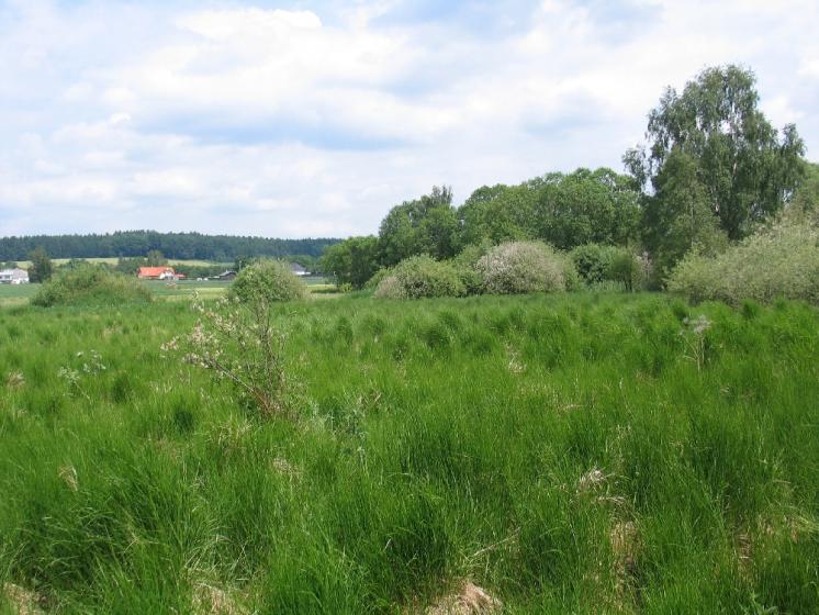 Mokřad u Bělokamenského rybníka obývá početná populace mravence rašelinného (Formica picea), foto Pavel Bezděčka.