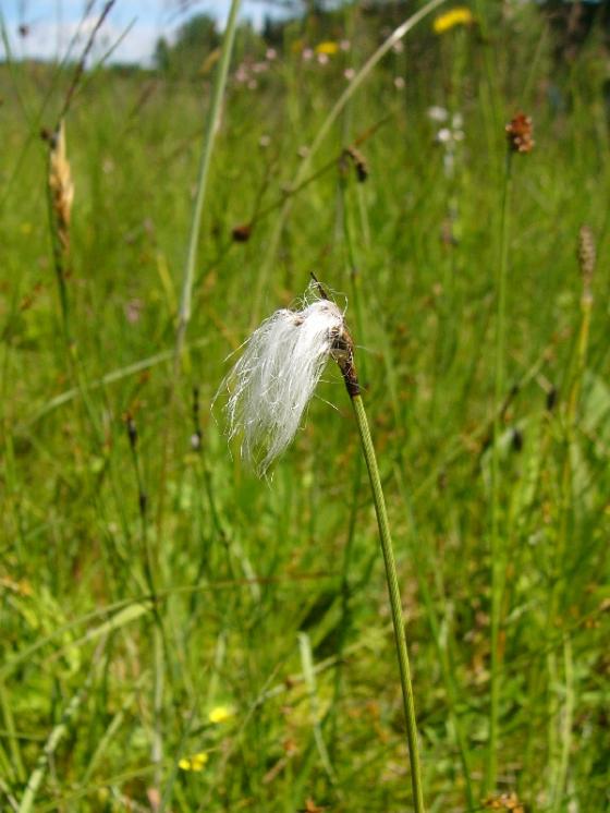 Suchopýr štíhlý (Eriophorum gracile), PR Na Oklice [JI], 29.6.2015, foto Josef Komárek