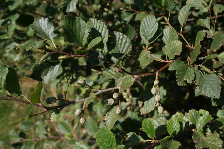 Olše zelená (Alnus alnobetula), Turovka [PE], 12.9.2006, foto Libor Ekrt