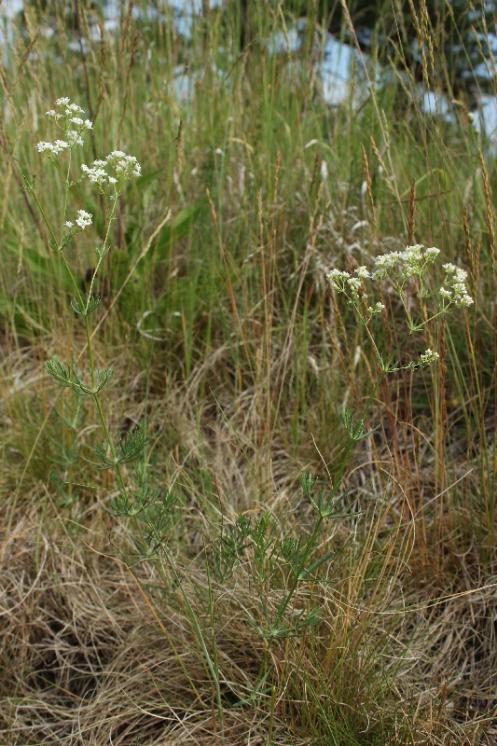Svízel sivý (Galium glaucum), Hrotovice [TR], 10.6.2015, foto Libor Ekrt