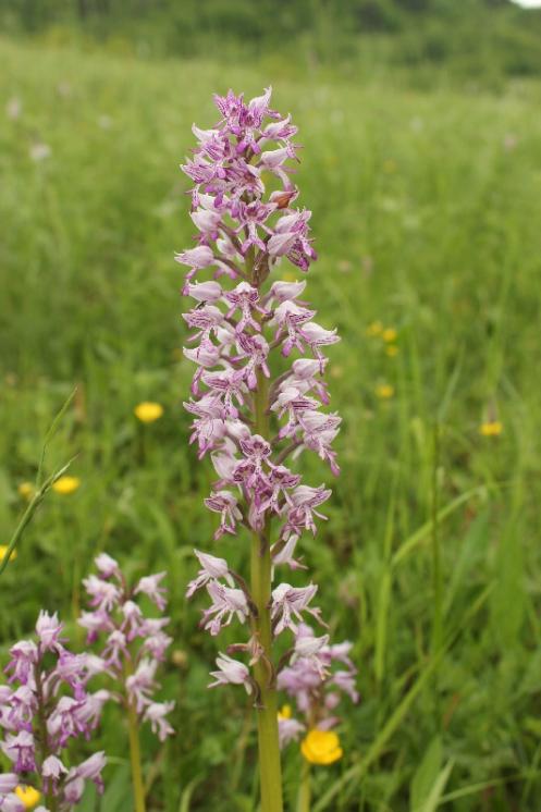 Vstavač vojenský (Orchis militaris), PP Křižník [ZR], 1.6.2013, foto Libor Ekrt