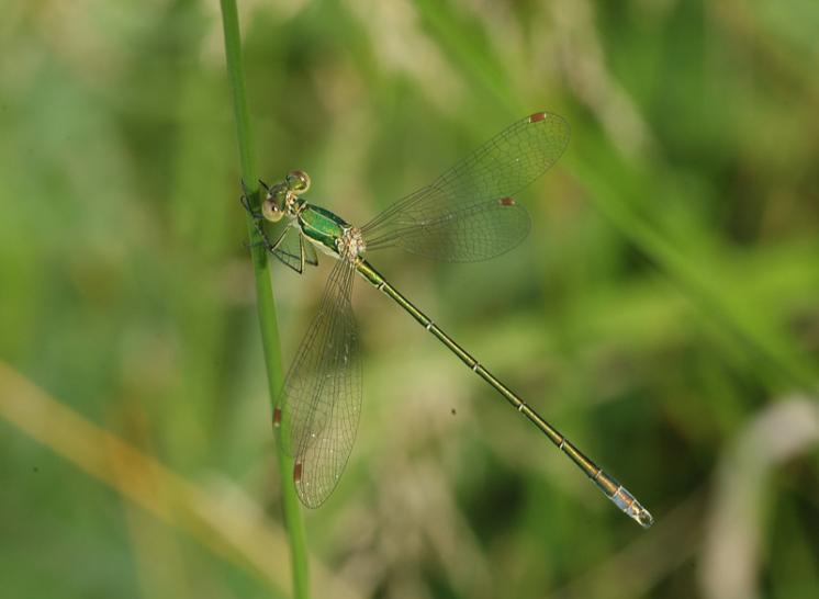 Šídlatka zelená (Lestes virens), Mohelno, foto Václav Křivan