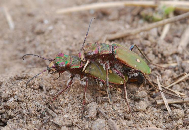 Svižník polní (Cicindela campestris), foto Václav Křivan