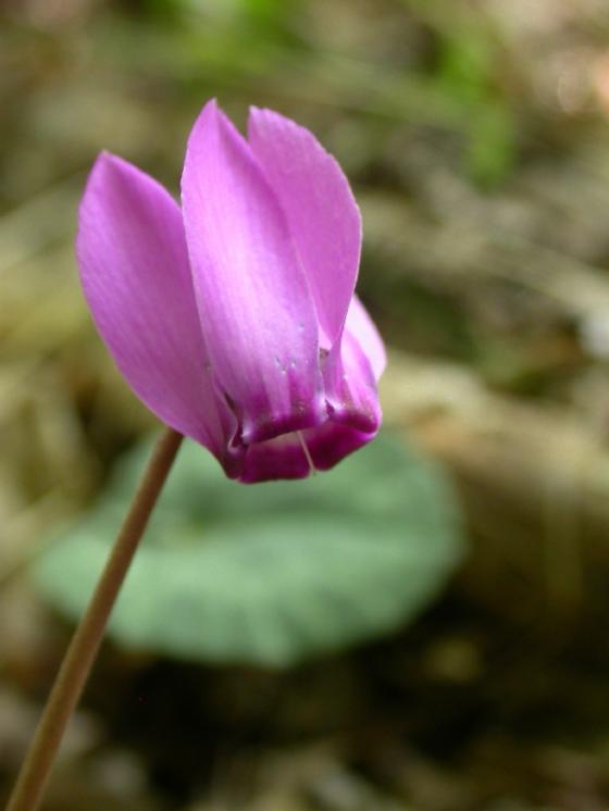 Brambořík nachový (Cyclamen purpurascens), PR Údolí Oslavy a Chvojnice [TR], 10.8.2005, foto Jan Roleček