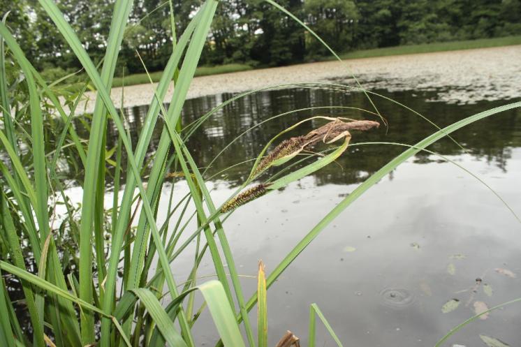 Ostřice pobřežní (Carex riparia), Vílanec, PR Vílanecké rašeliniště [JI], 10.7.2014, foto Libor Ekrt
