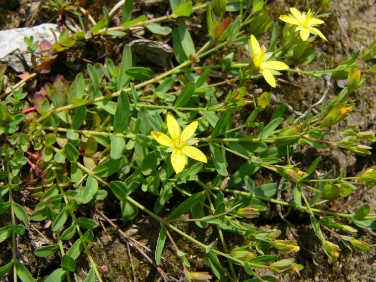 Třezalka rozprostřená (Hypericum humifusum), Bohumilice u Kožlí [HB], 16.6.2011, foto Josef Komárek