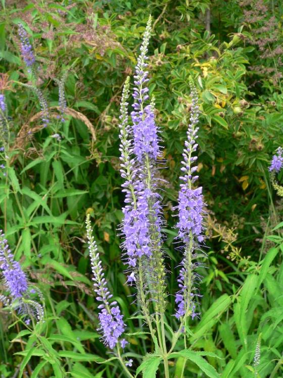 Rozrazil dlouholistý (Veronica maritima), Mysliboř [JI], 15.7.2008, foto Luděk Čech