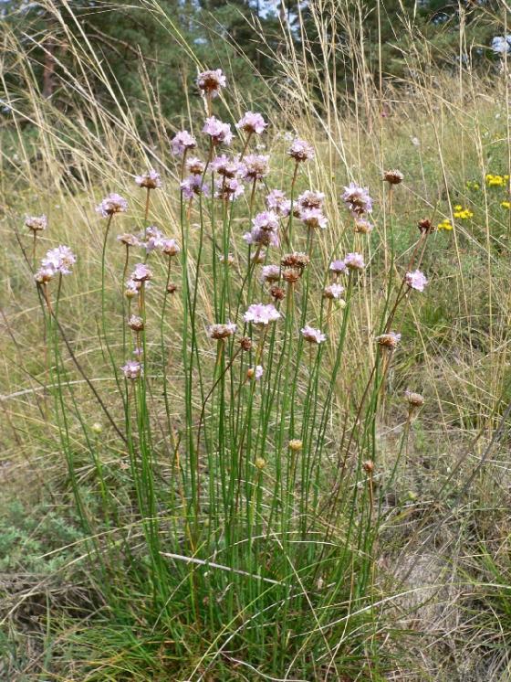 Trávnička obecná hadcová (Armeria elongata subsp. serpentini), NPR Mohelenská hadcová step [TR], 25.8.2005, foto Luděk Čech