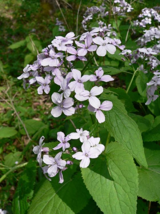 Měsíčnice vytrvalá (Lunaria rediviva), PP Peperek [ZR], 27.4.2014, foto Luděk Čech